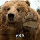 곰방와 이미지