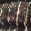 차가네김밥 이미지