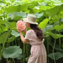소담꽃.전기;철물 | 당진 연꽃 명소 합덕제와 골정지 개화상황과 주변 가볼만한곳 완벽정리 꿀팁