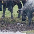 이언농장 이미지