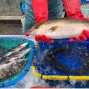 사곡 고기 백화점 | 거제 고현시장 수산물 코너에서 제철회 만나보아요