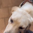 우대농장 | 동물농장 달빛이와 고양이 닭 돼지 당나귀가 있는 캠핑카페 달빛정원