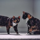 샤인고양이메디컬센터 이미지