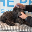 도그유토피아 살롱 이미지