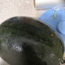 밭정리하다 수박얻었습니다. 이미지