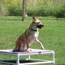 도그,위브 이미지