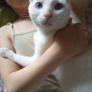 블루아이즈캣 이미지