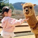 36개월 아기랑 강원도여행 가볼만한곳 알파카월드 할인정보 여행코스정리