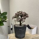 엠원코리아 이미지