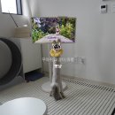 고양이 미용&호텔 뽀냥 | 무마취 고양이 미용&amp;호텔 '뽀냥'에서의 하루