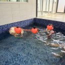 코코베리키즈풀빌라