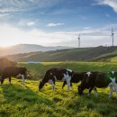 삼양축산 이미지