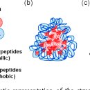 Re: 콩 단백질 발효 --＞ bioactive peptide 효과 : 영향력지수 15점 논문 이미지