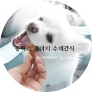 뚱독스 수제간식 이미지