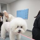 개인정애견샵 이미지