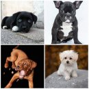 벨라 펫샵 | 수원강아지분양은 역시 벨라독! 댕댕이 천국으로 GO!