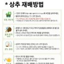 롤라로사
