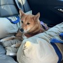 비비펫동물병원 | 중형견 허리디스크 외과 진료, 비비 동물병원 자양동