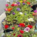 철산하늘약국 | [내돈내산]마운자로 1단계(2.5mg) 최저가 처방 후기