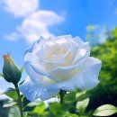 꽃향기 머무는 곳 이미지