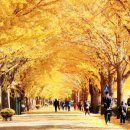 은행나무길 이미지