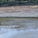 닭 대신 꿩 이미지