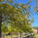 금강로하스 해피로드(2) | 대청호 단풍 시기 금강로하스 대청공원 인근 추천 단풍 명소