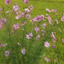 주천면 행정마을 이미지