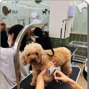 펫미용 이미지