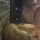 도시고양이생존연구소 이미지