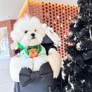 사산 금강변 공중화장실 | 공주 금강뷰카페 [내재] / 데이트코스 추천, 세종애견동반카페 솔직후기!