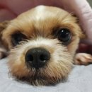 이완섭동물병원 이미지