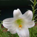 백합꽃 그리고 수국 - 삼성 갤럭시a24 폰으로 찍은 사진 이미지