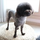 갤럭시펫 애견미용 이미지