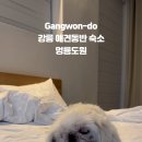 강릉멍릉도원애견펜션 이미지