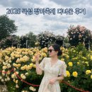 2026 곡성 장미축제 다녀온 후기