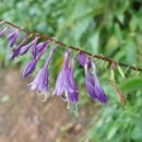 제이드 골프클럽 이미지