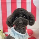 그레이스 그루밍 이미지