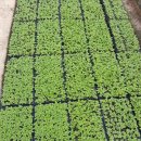 문영득농장 이미지