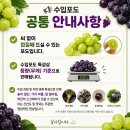 소담청 8월~ 리뷰이벤트~ 헬스1개월+피티 60분 1회권 산지직송 프리미엄 황도 양하비 백도 14브릭스 경봉~ 딱딱이 이미지