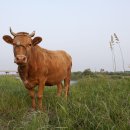 시골한우마트 이미지