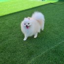 상주애견 이미지