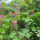 팔공펜션 1945 이미지