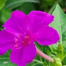 성읍리-25 이미지