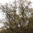 창원 인곡리 모과나무 이미지