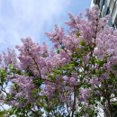 장안벚꽃길 이미지