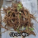 랑솝 | 랑솝 천연비누 보습비누 동백산양유비누, 내돈내산 솔직후기