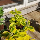 명품황금성 이미지