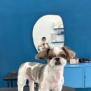 애견샵 컬리독 이미지