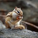 아기다람쥐 이미지